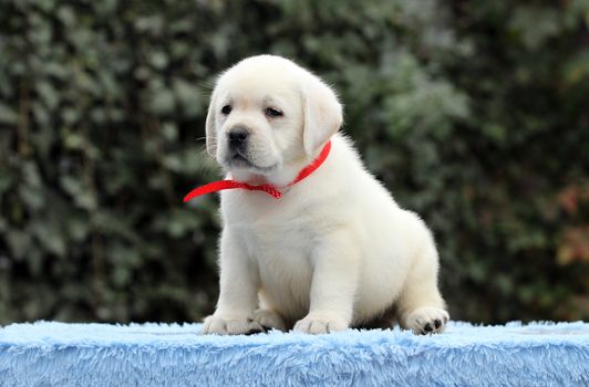 the little labrador puppy on a blue background