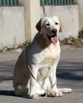 the yellow labrador sitting in the park