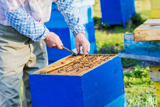 Beekeeping - Beekeeper checking hive