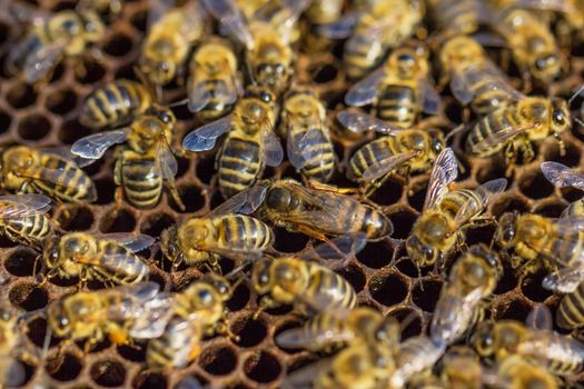 Working bees. Beekeeping