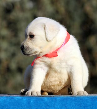 sweet nice little labrador puppy on a blue background
