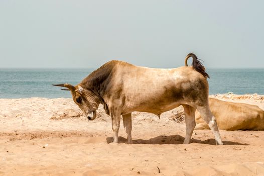 Bull on the beach in the town of Bijilo in western Gambia in Africa