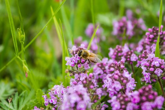 Working bee in Thymus herbal meadow