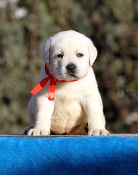 a sweet nice little labrador puppy on a blue background