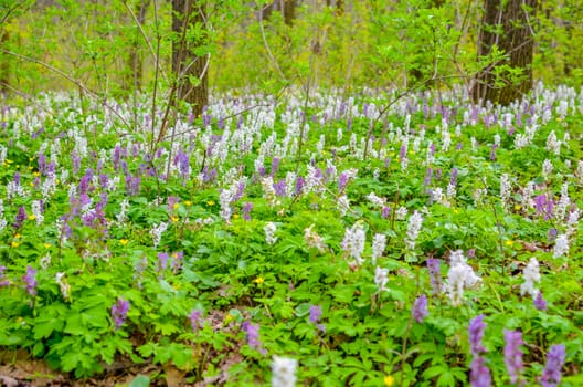 Scenic magical spring forest background of violet and white hollowroot Corydalis cava early spring wild flowers in bloom, with blurred trees in background