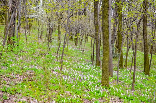 Magical green forest and sunlit wild bluebell flowers of corydalis