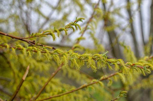 Blooming willow tree branch in yellow color at blue sky background. Soft focus closeup.