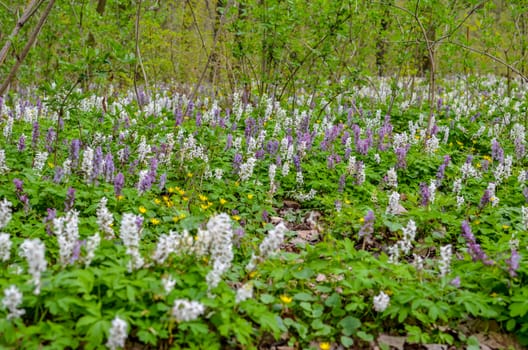 Scenic magical spring forest background of violet and white hollowroot Corydalis cava early spring wild flowers in bloom, with blurred trees in background