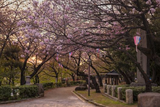 Beautiful hanami party in sunset with the pink cherry blossom of Asukayama park in the Kita district of Tokyo, Japan.