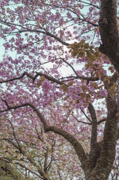 Blue sky and branch of pink cherry blossom tree of Asukayama park in the Kita district of Tokyo, Japan.
