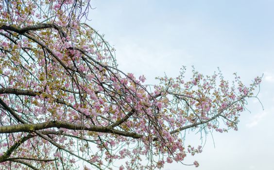 The cherry Weeping cherry blossom of Asukayama park in Tokyo, Japan.