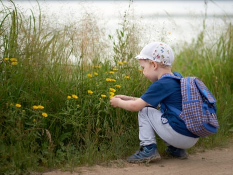 A little boy in summer clothes with a backpack and a cap crouched and looks at wildflowers.