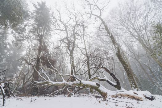 Fallen tree in a misty forest in the winter with tall trees in the fog