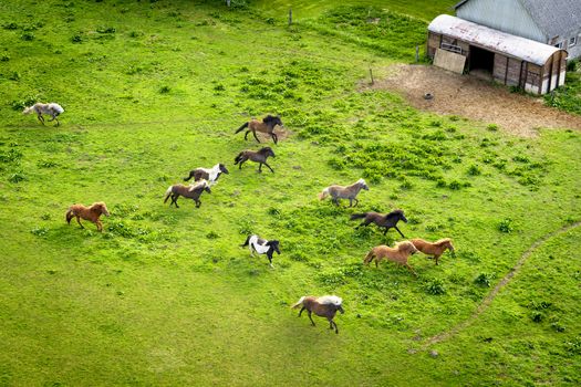 Various wild horses running on a green field close to a rural farm