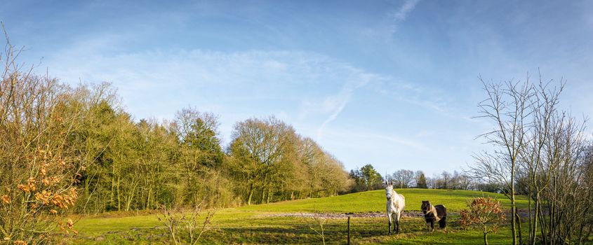 Two horses in a panorama landscape standing on a green field in the fall under a blue sky