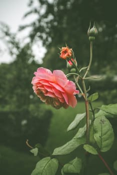 Pink rose in a green garden on a cloudy day in the summer