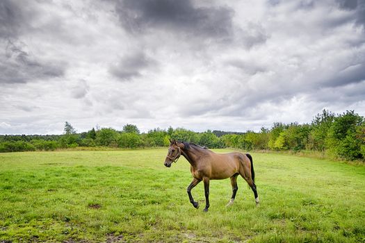 Brown horse walking on a green field in cloudy weather with a storm coming