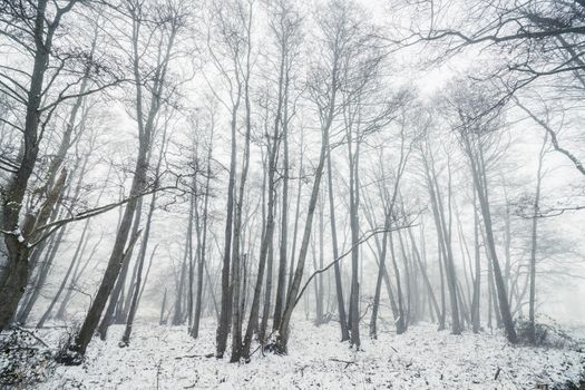 Misty winter in a forest with barenaked trees on a cold foggy morning