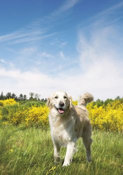 Cute dog on a meadow in the summer with yellow bushes under a blue sky