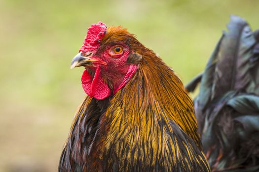 Close-up of a rooster in the spring walking around in a green garden