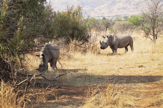 Couple of rhinos grazing on the savannah in the hot sun on dry plains with grass