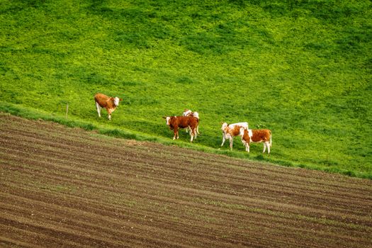 Cattle on a green field in a rural environment seen from above