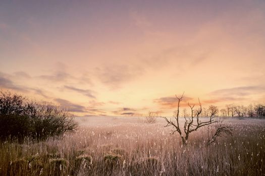 Tree silhouettes in a magical morning sunrise with a dramatic sky in violet colors