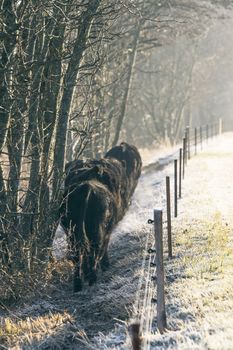 Cattle walking along an electric fence on a frosty morning in the winter