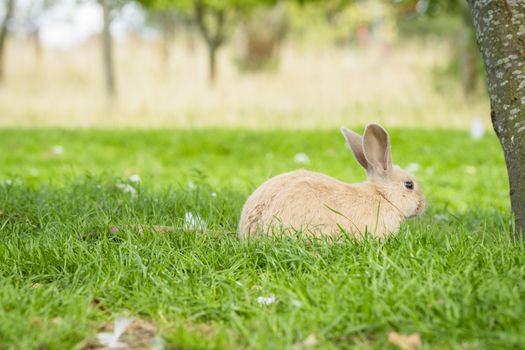 Cute bunny rabbit sitting in green grass in the spring on a beautiful Easter day