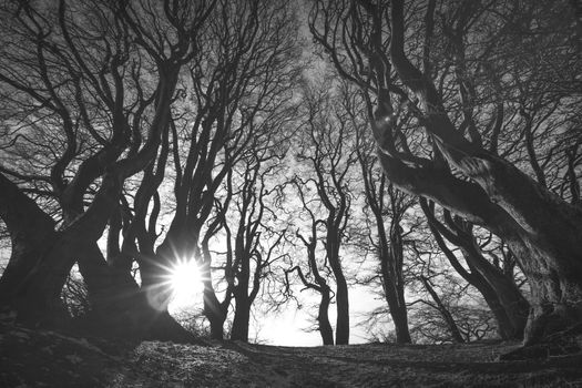 Spooky forest in black and white with scary tree silhouettes in the sunrise