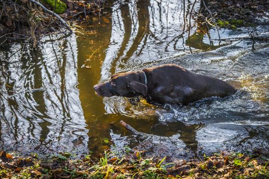 Hunting dog in a forest puddle in the fall with wet fur and tree silhuettes in the water