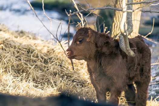 Young calf standing outdoors in the winter with golden hay by a tree