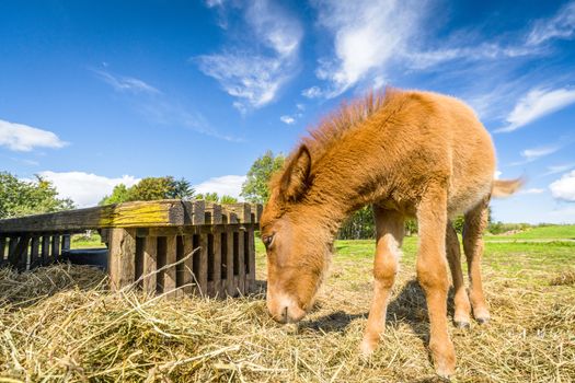 Small horse eating hay at a farm in rural surroundings in the summer under a blue sky