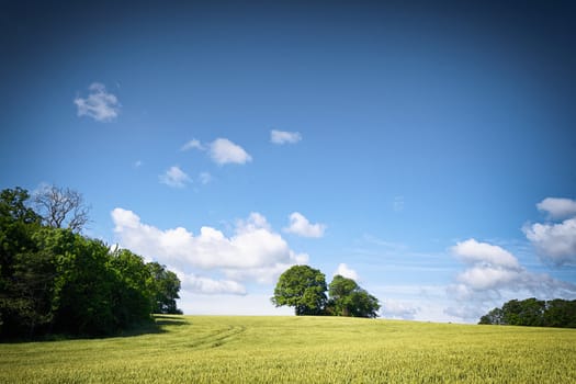 Rural fields in a countryside landscape with blue sky over green trees in the summer