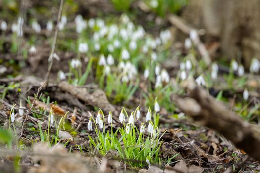 Snowdrop flowers growing in a forest in the springtime between twigs and branches