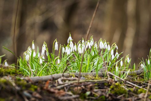 Snowdrop flowers blooming in a forest in the spring on a day in March