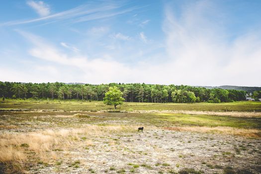 Black sheep in a summer landscape with dry plains under a blue sky