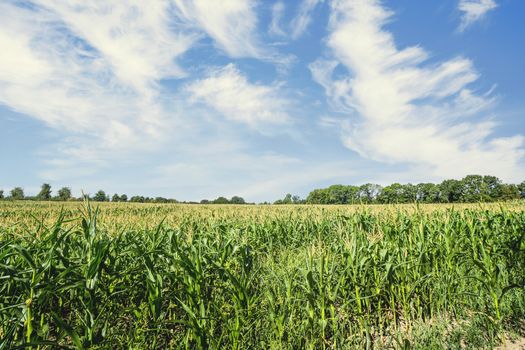 Corn field in the summer with fresh green maize under a blue sky