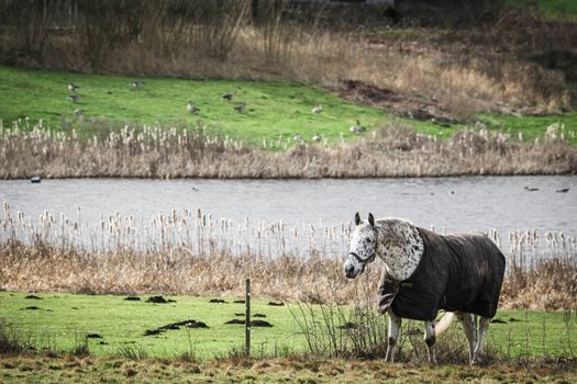 White horse in clothes walking close to a lake on a green field