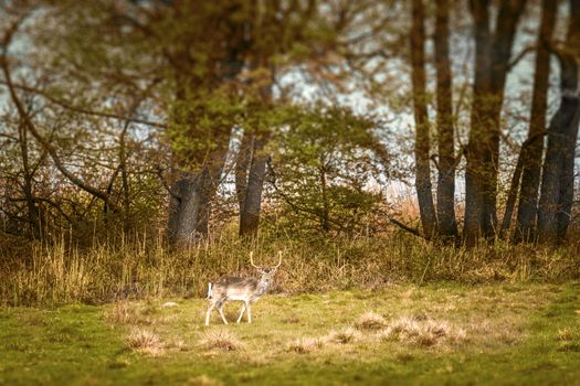 Deer with large antlers on a meadow in the fall walking along a forest