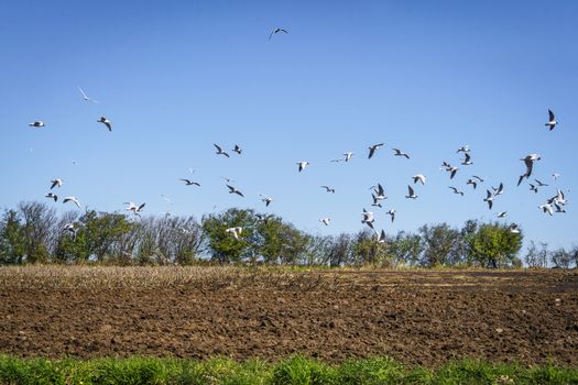 Seagulls flying over a ploughed field in a rural countryside scenery