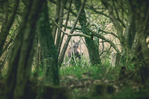 Deer looking back in a forest clearing in the early spring