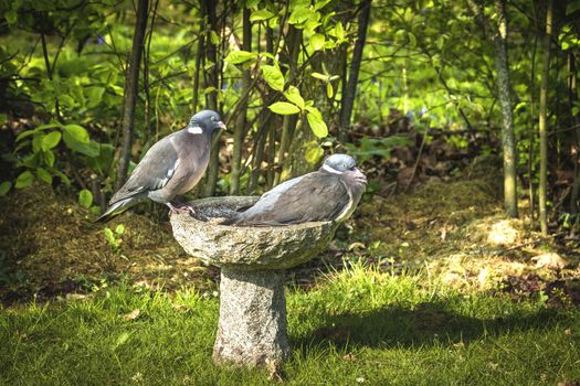 Pigeon couple sitting on a birdbath in a green garden in the summer