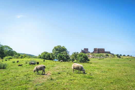 Sheep grazing on a green meadow in the summer with a ruined building in the background