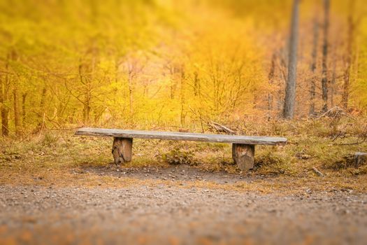 Old bench with a plank in a bright forest in yellow colors in the indian summer