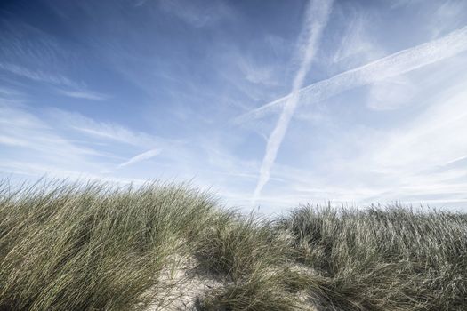 Lyme grass on a sand dune in the summer on a Scandinavian beach under a blue sky