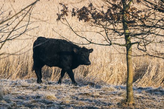 Black cow walking along a wheat field with frost on the ground in the early winter