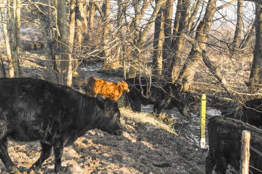 Cattle in a forest drinking of a small river in the fall on a bright day