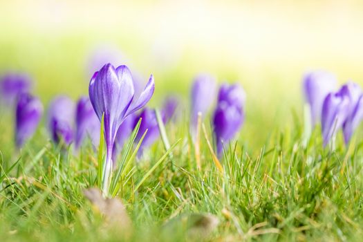 Violet crocus flowers blooming on a meadow in the springtime in bright daylight