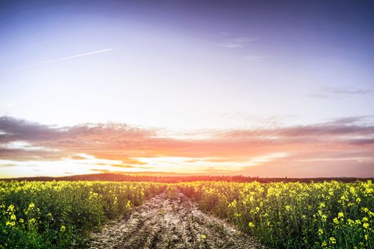 Sunset over a canola field in the summer with beautiful yellow flowers